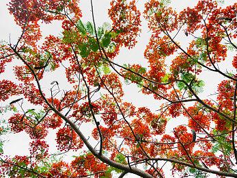 《七日世界》国服Steam页面 2024年第三季度上线