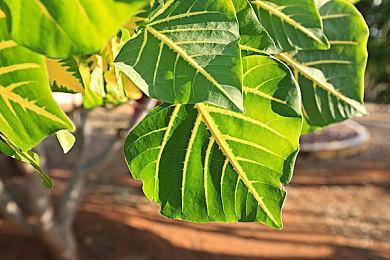 《森林之子》合成表大全，森林之子合成物品配方